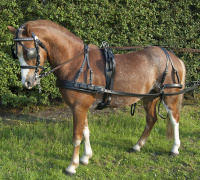 eco-harness-shetland